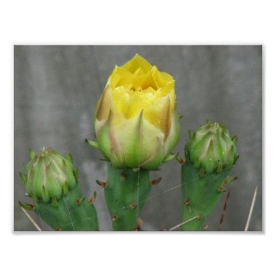 prickly_pear_cactus_bloom_poster-p228915300346713056t5wm_400.jpg