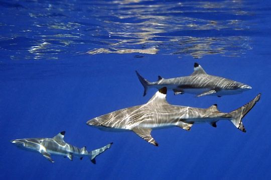 requins-a-pointes.jpg