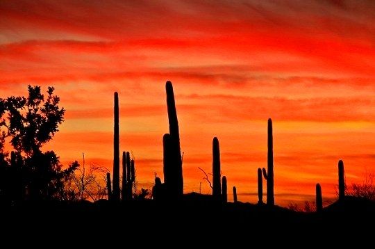 saguaro-national-park-.jpg