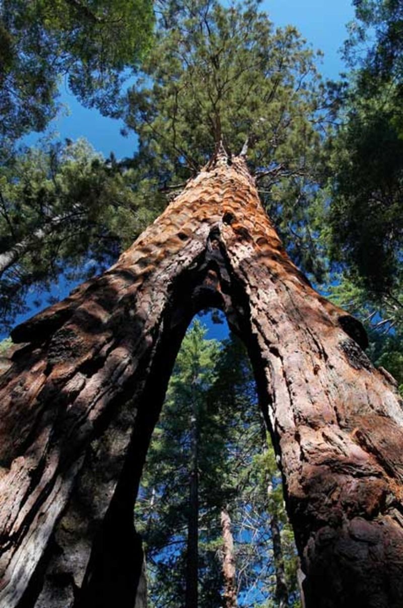 sequoia_01-bb1102.jpg
