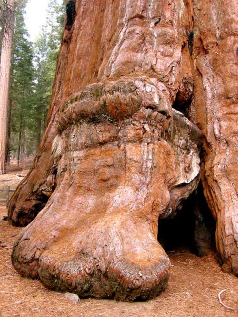 sequoia_03-11d6870.jpg