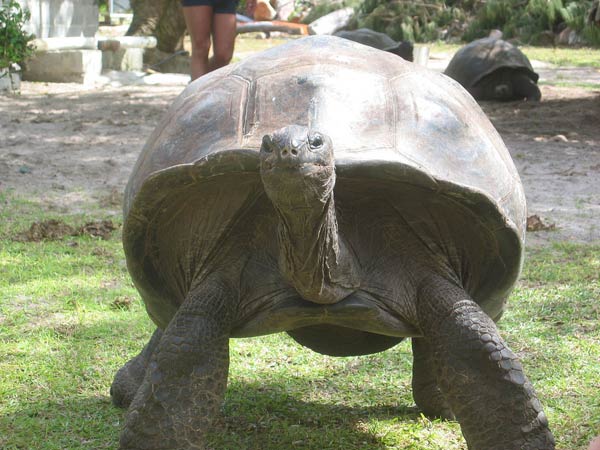 seychelles-tortue-2-144c908.jpg