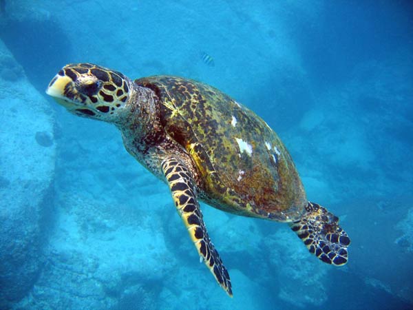 seychelles-tortue-3.jpg