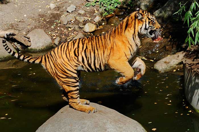 tigre-sumatra.jpg