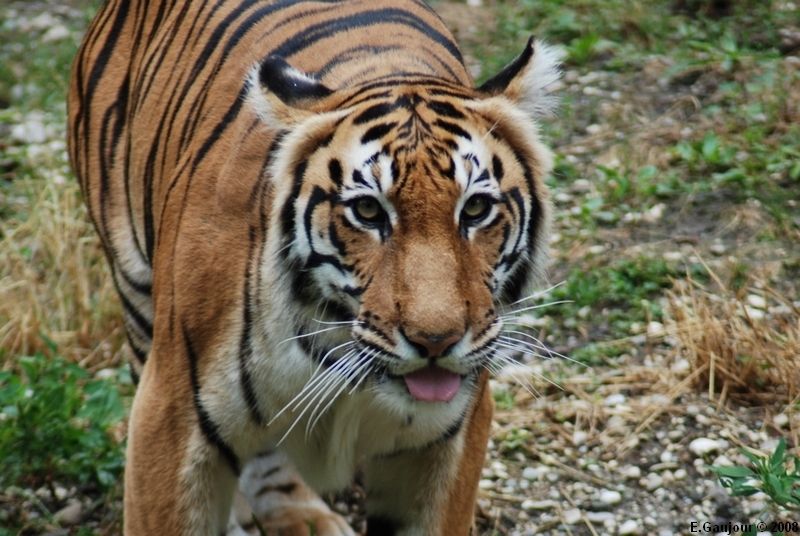 tigre1.jpg