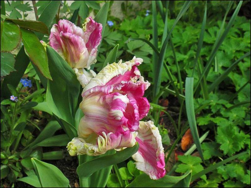 tulipe-perroquet-81-1b13695.jpg
