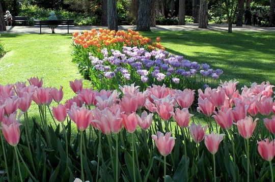 tulipes-sous-bois-292909-21f95f7.jpg