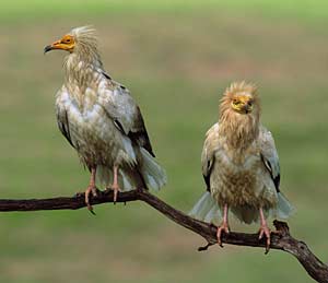 vautour-percnopte.jpg